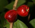 Malay apple